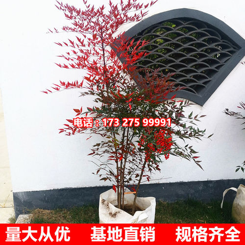 室内绿化苗木价格 室内绿化苗木图片 星期三