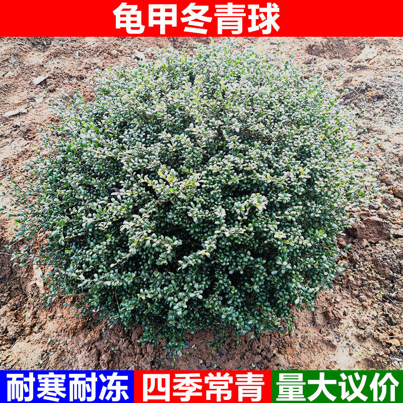 龟甲冬青球龟甲冬青苗小苗耐寒耐冻庭院四季常青绿化苗木