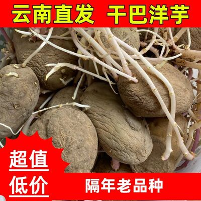 土豆云南昭通土豆老品种黄皮黄心马铃薯米拉洋芋蔬菜发芽干巴洋芋
