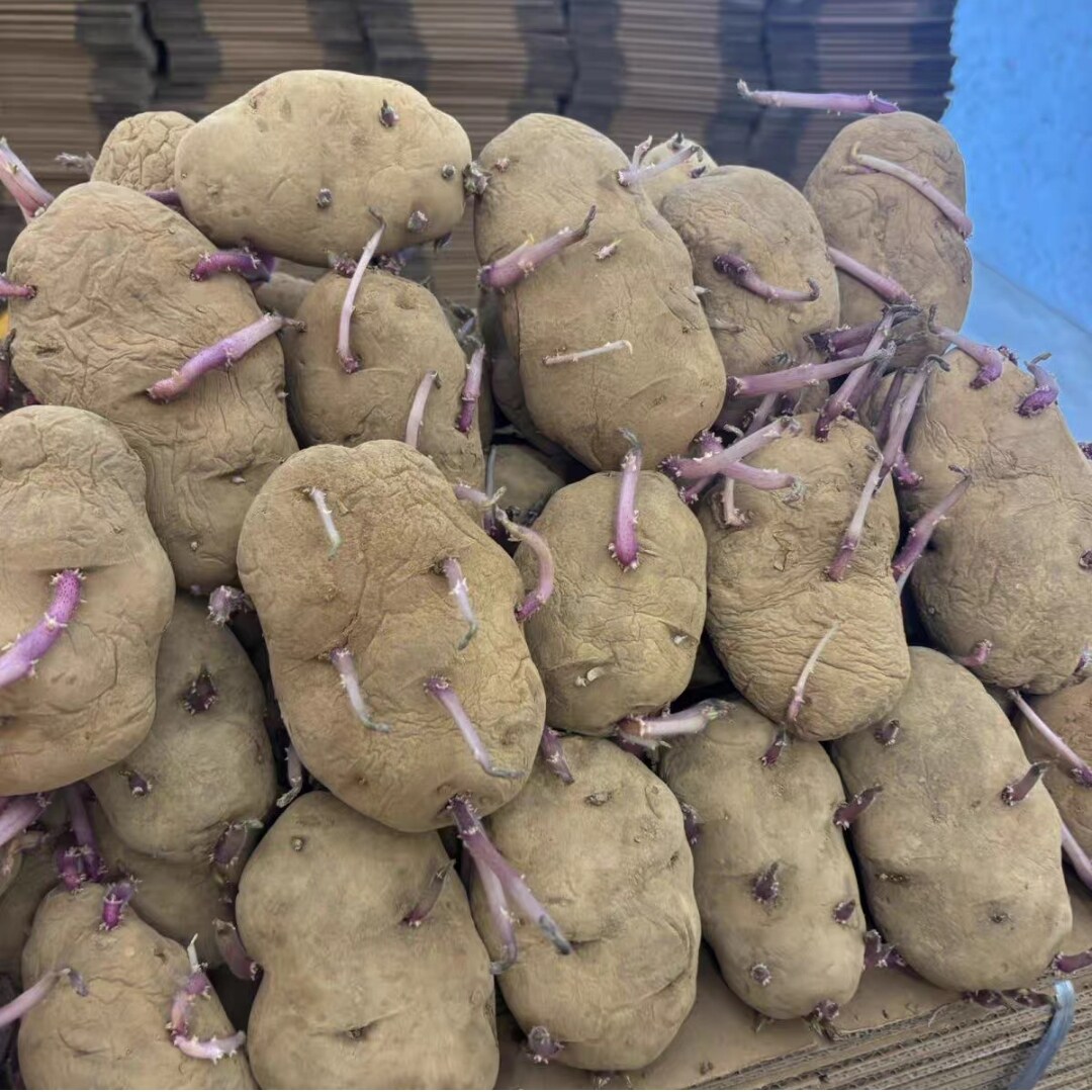 云南昭通土豆高原黄心土豆老品种米拉洋芋高山土豆发芽半干巴洋芋