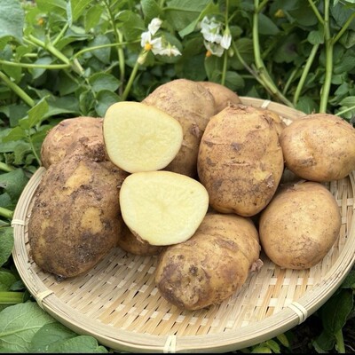 云南昭通土豆大山包土豆黄心土豆老品种米拉洋芋高山土豆农家土豆