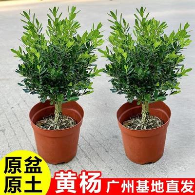 黄杨树苗盆景桌面绿植办公室内小盆栽名贵花卉旺宅植物好养活四季