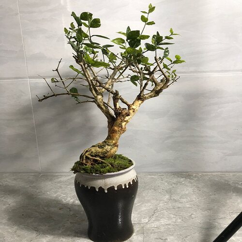 绿植防蚊芳香净化空气茉莉花盆栽