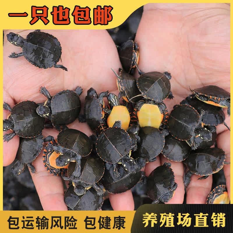 东部锦龟西部锦龟乌龟活体西锦龟东锦龟深水龟宠物龟观赏龟招财龟|msdalam kategori haiwan peliharaan/makanan haiwan dan bekalan, Aquarium World, penyu/penyu - dari Buy2taobao.com untuk memberikan perkhidmatan ejen Taobao profesional membeli