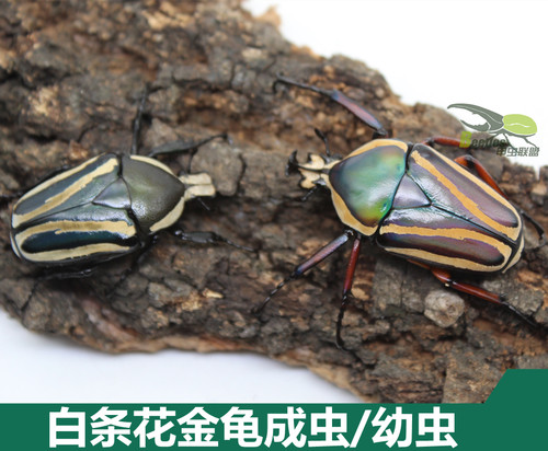 白条花金龟子成虫幼虫甲虫活体宠物昆虫另有独角仙长戟南洋大兜虫