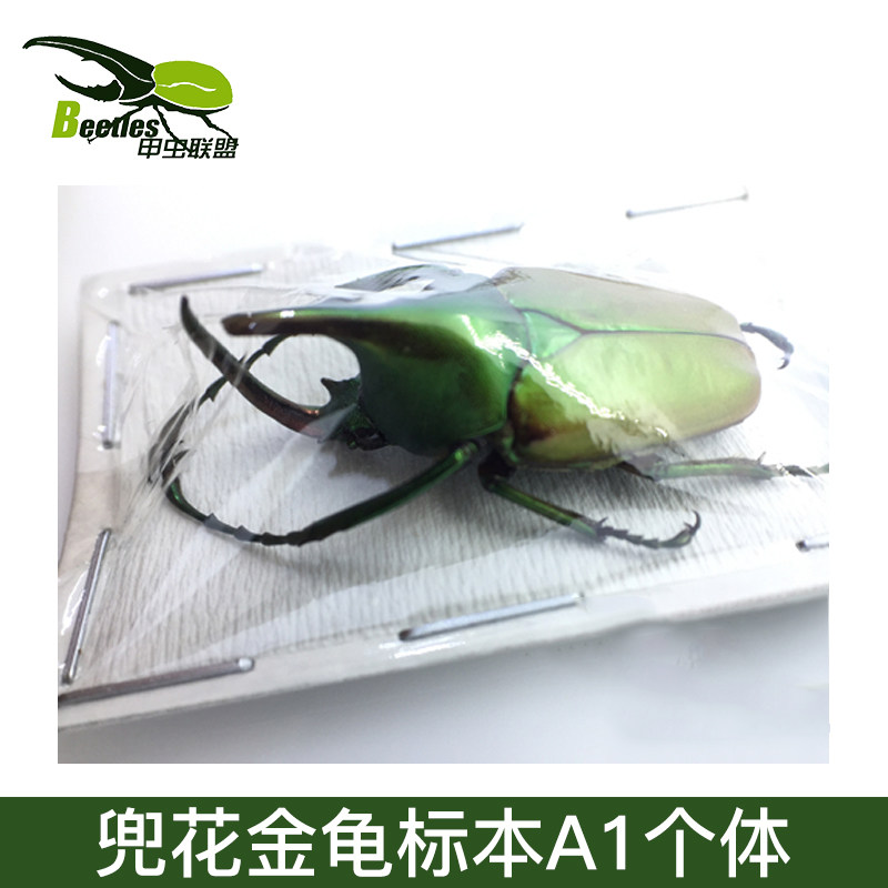 甲虫标本花兜花金龟