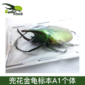 甲虫标本花兜花金龟