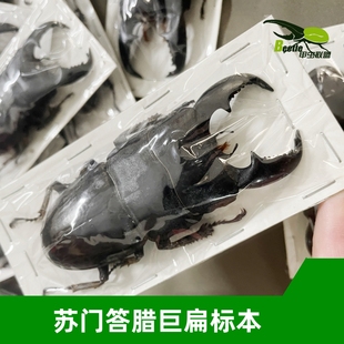 苏门答腊巨扁标本大甲虫锹形虫 另有昆虫蝴蝶天牛标本盒科普教育