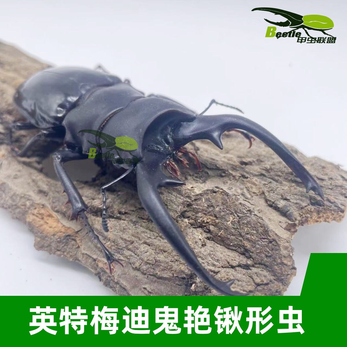 英特梅迪鬼艳锹形虫活体成虫幼虫爬虫巨型超大个体兜虫独角仙宠物