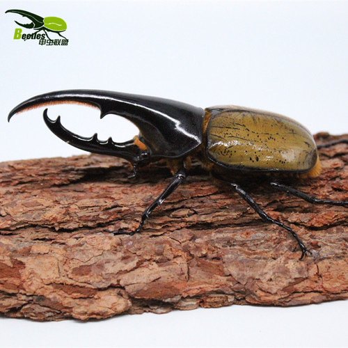 长戟大兜虫甲虫幼虫毛象战神