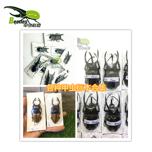 独角仙标本甲虫长戟苏门巴拉望中大中扁锹形虫长牙真虫标本金龟子