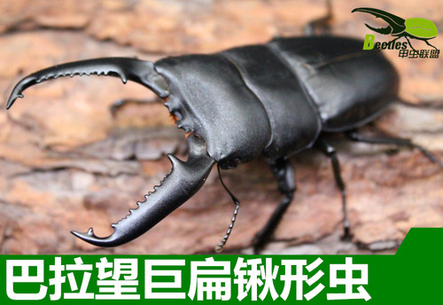 巴拉望巨扁锹形虫活体幼虫成虫另有长戟毛象宽扁大兜虫独角仙