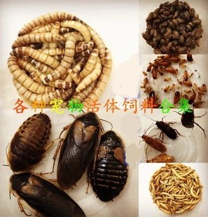 面包虫活体黄粉虫活虫蛙粮鹦鹉鱼乌龟画眉鸟豹纹守宫螳螂饲料邮