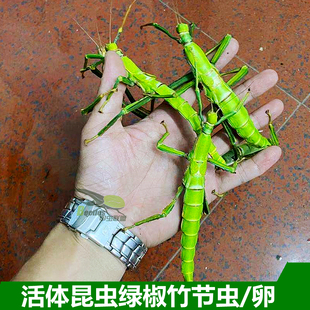 绿椒竹节虫活体宠物昆虫叶子虫叶䗛绿椒竹节虫另类巨扁卵吃芭乐