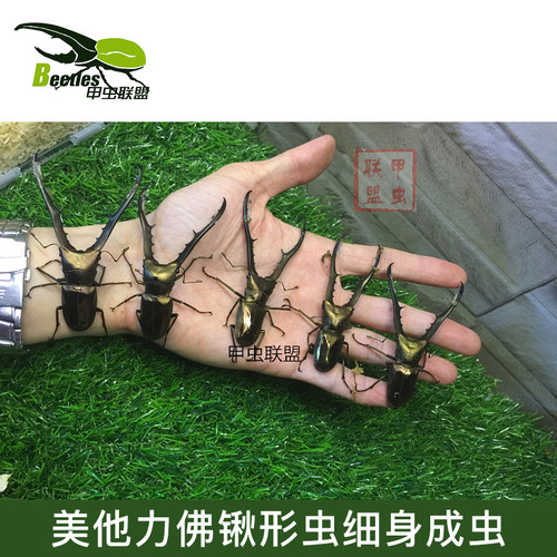 美他利佛细身赤锹甲活体一图一物