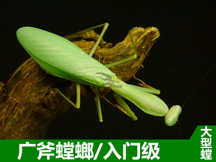广斧螳螂昆虫活体绿螳螂小宠物虫活物另有大刀兰花眼斑螳螂现货