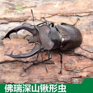 佛瑞深山锹形虫又叫飞瑞深山锹形虫独角仙国产精品锹甲长戟两点