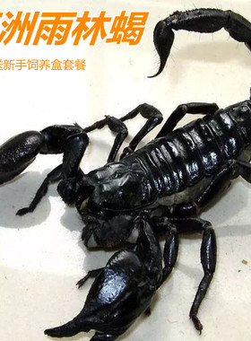 亚洲雨林蝎子宠物超大个体另类