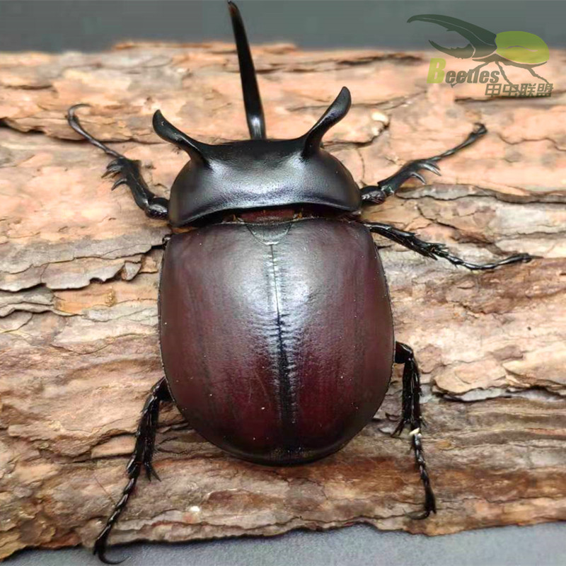 黑五角大兜虫成虫泰国产另有独角仙成虫幼虫毛象长戟南洋战神亚克