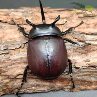 黑五角大兜虫成虫泰国产另有独角仙成虫幼虫毛象长戟南洋战神亚克