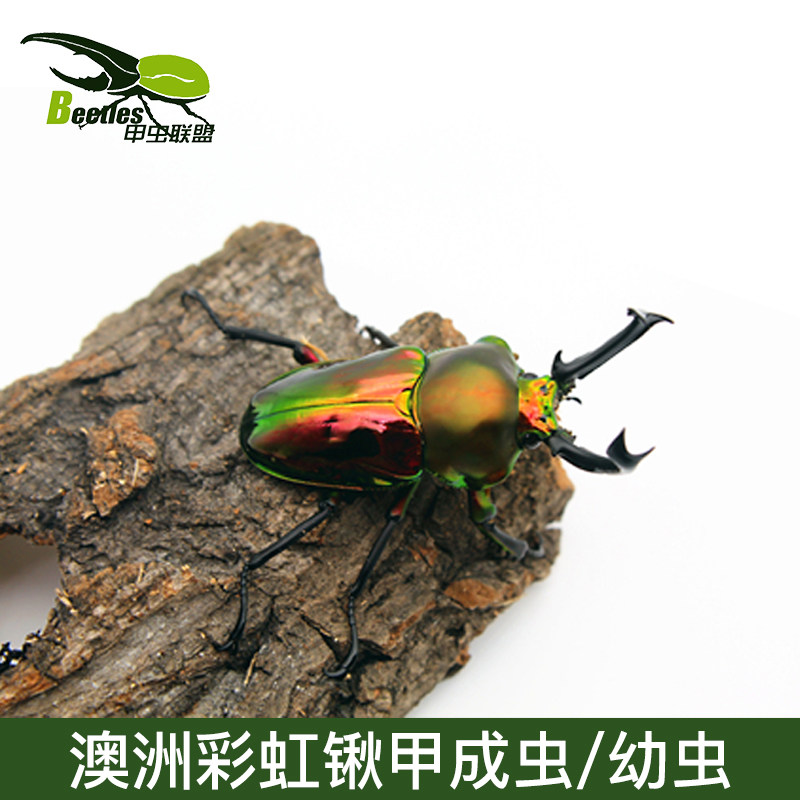 澳洲彩虹锹甲成虫 幼虫 锹形虫促销活体宠物甲虫成虫金龟长戟南洋