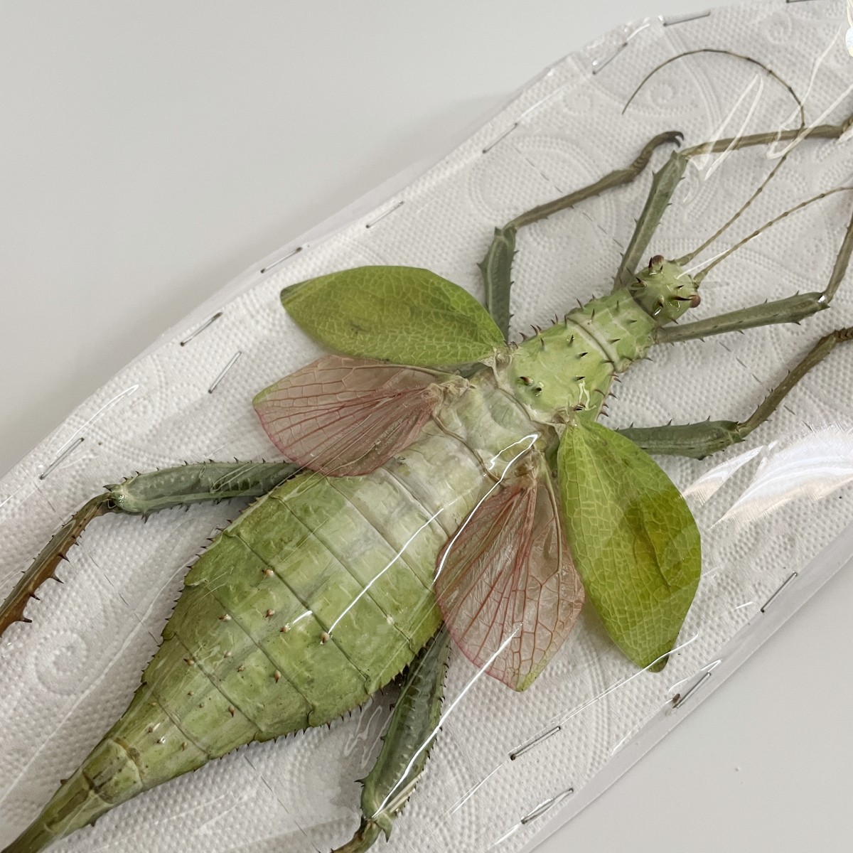 竹节虫标本巨扁竹节虫豹斑黄斑珊螽巨棘黄伞展翅标本幽灵竹节虫