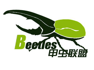 甲虫昆虫标本制作教程
