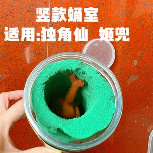 独角仙幼虫成虫人工蛹室花泥化蛹羽化用品甲虫昆虫套餐果冻饲养箱