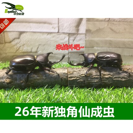 独角仙成虫甲虫宠物幼虫姬兜爬虫巨型超大个体兜虫花金龟活体锹甲