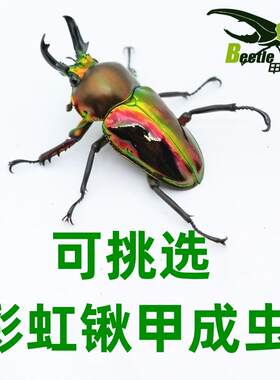 彩虹锹甲虫彩色甲虫蓝色昆虫