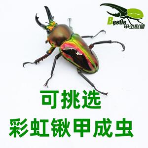 彩虹锹甲虫彩色甲虫蓝色昆虫