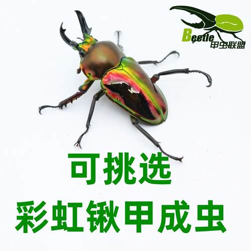 彩虹锹甲虫彩色甲虫蓝色昆虫