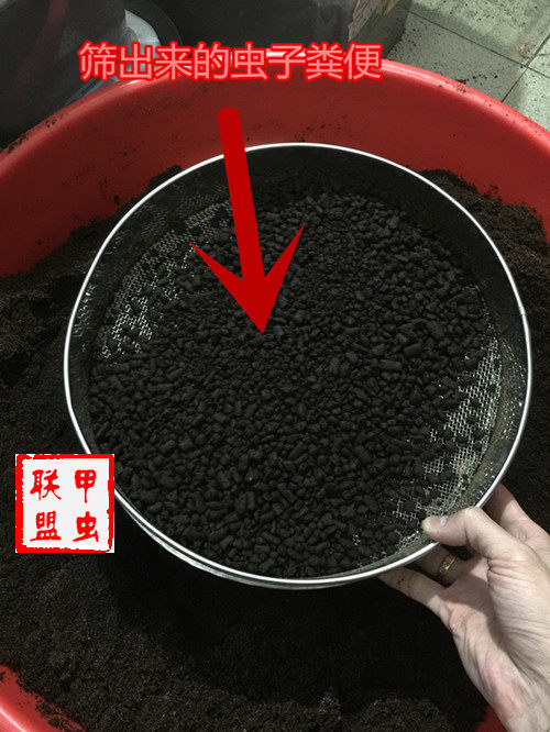 甲虫独角仙锹甲兜虫幼虫筛粪便用具工具 不锈钢网筛  店主自用款,宠物/宠物食品及用品,特色爬宠/鸣虫,淘宝优惠券,粉丝福利购,淘宝优惠卷