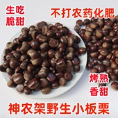 2025年神农架野生小板栗生吃即食油栗山栗3斤5斤 包邮 新鲜生毛栗子