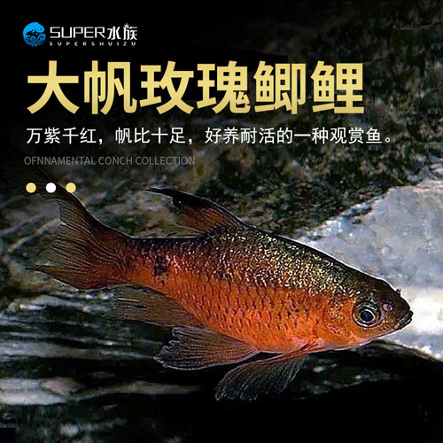 冷水大帆原生观赏鱼玫瑰鲫