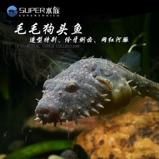 毛毛狗头鱼斑马皇冠淡水河豚潜水艇v字凶热带观赏鱼