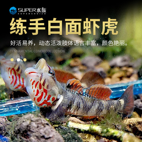 练手稀有原生冷水鱼小型吻虾虎