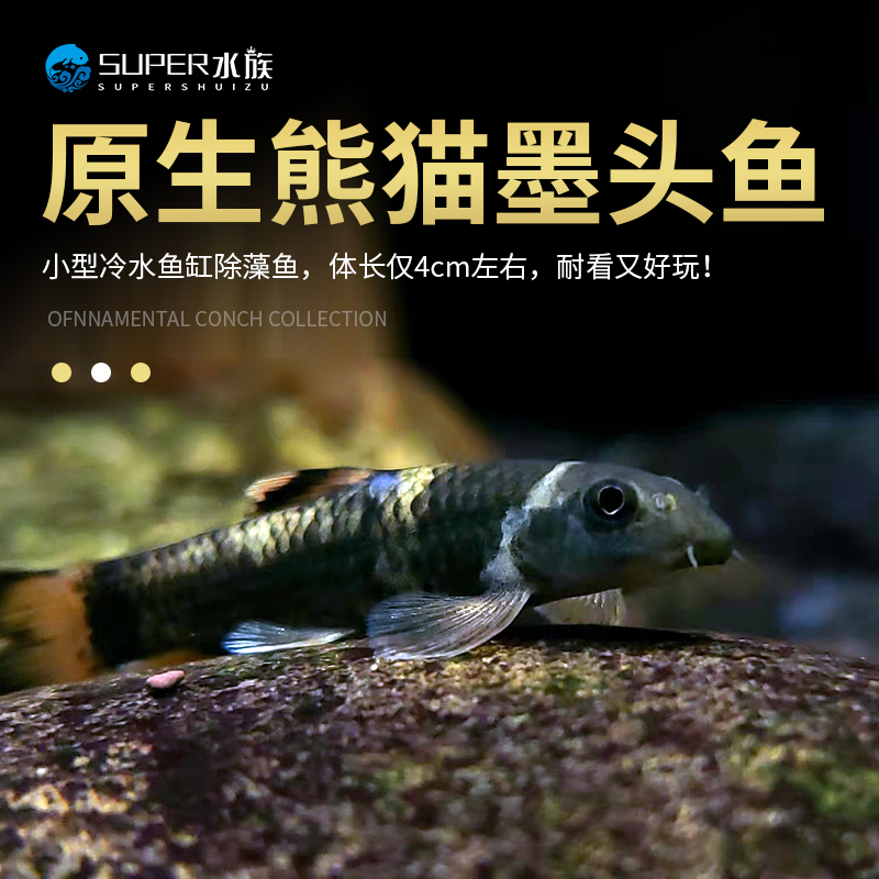 原生小型除藻工具鱼老虎小精灵