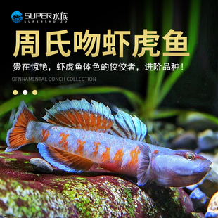 溪流稀有小型原生冷水鱼精品火焰周氏吻虾虎淡水观赏鱼凶猛底层鱼