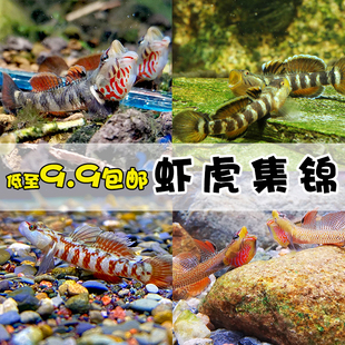 淡水稀有溪流乌岩岭周氏吻原生虾虎鱼好养耐活冷水小型热带观赏鱼