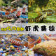 淡水稀有溪流乌岩岭周氏吻原生虾虎鱼好养耐活冷水小型热带观赏鱼