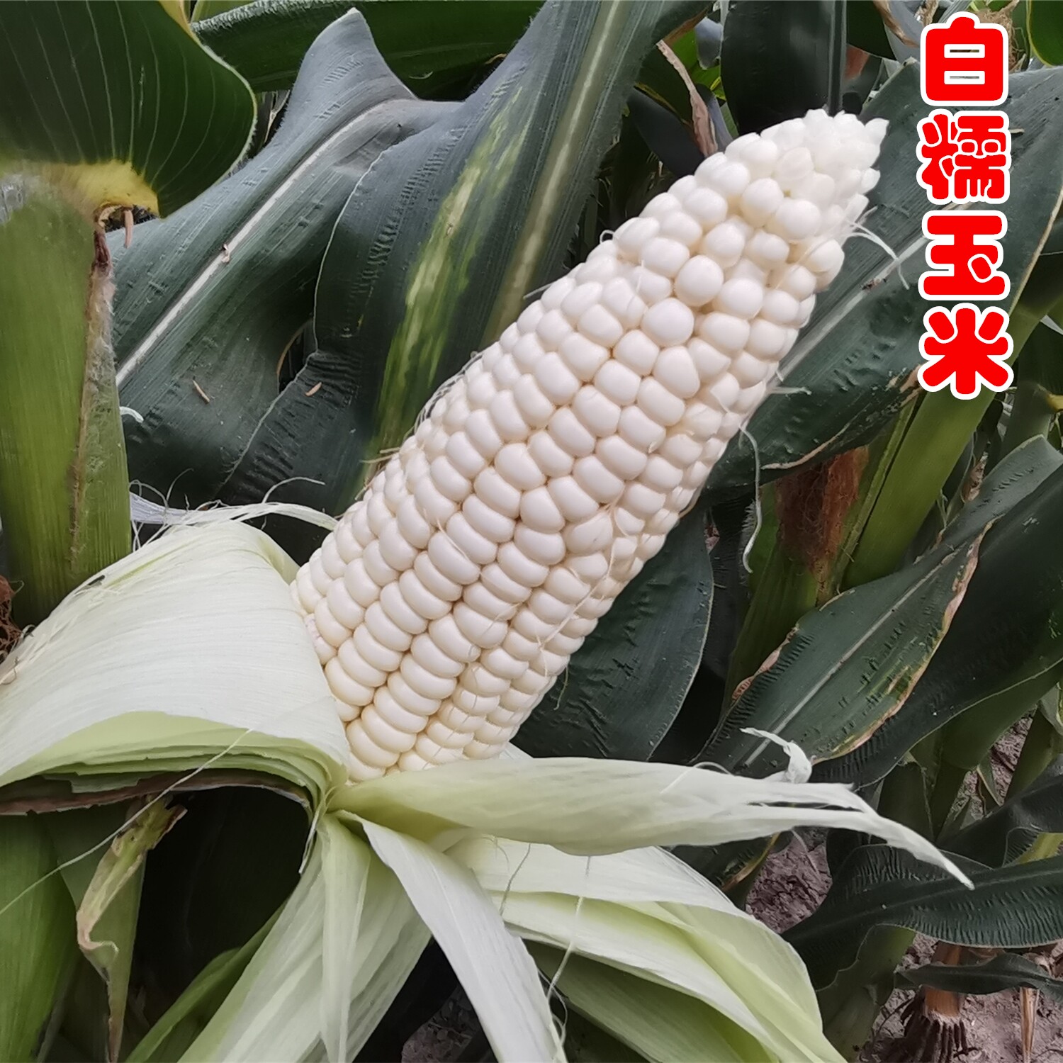 农家新鲜甜糯玉米白黏玉米棒粘糯苞米嫩玉米棒子现摘带壳发货