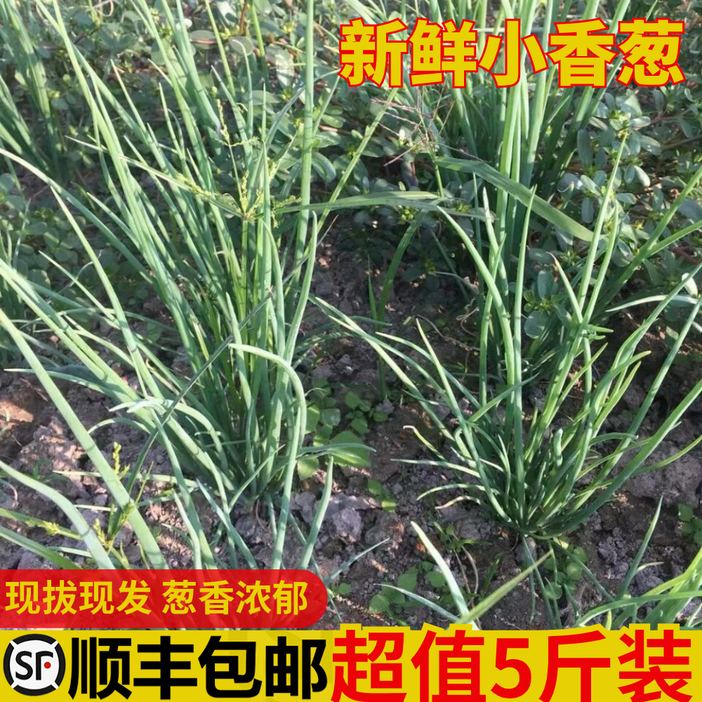 顺丰包邮农家小葱新鲜现挖当季蔬菜小香葱露天自种鲜嫩爽口蘸酱吃
