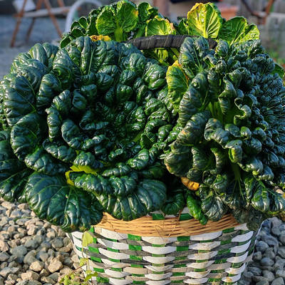 新鲜乌塌菜塔苦菜塔菜乌塌菜塔苦菜乌塌菜塔苦菜乌塌菜塔苦菜