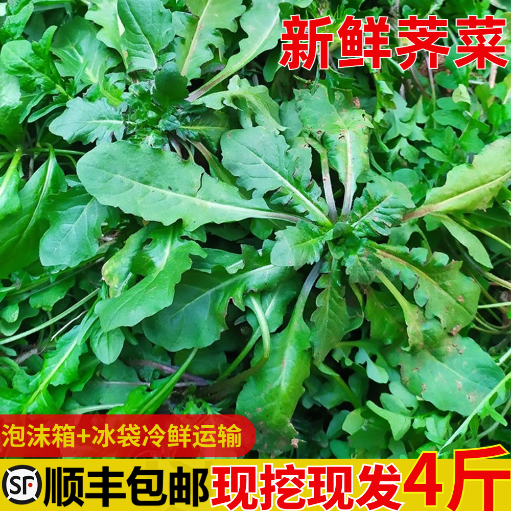 苏北农家新鲜蔬菜露天荠菜现挖野菜地菜荠荠菜饺子馅现挖现发