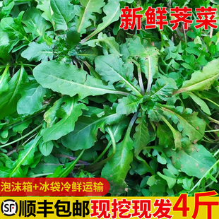 苏北农家新鲜蔬菜露天荠菜现挖野菜地菜荠荠菜饺子馅现挖现发
