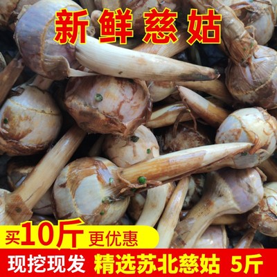 苏北农家现挖白茨菇新鲜白慈姑马蹄荸荠大小果燕尾菇粉糯时令蔬菜