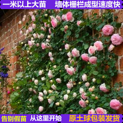 爬藤月季大苗藤本大苗浓香大花地栽爬藤月季多季节开花庭院