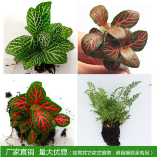 热销迷你鲜活绿植网纹草植物diy材料桌面花卉办公桌室内盆栽