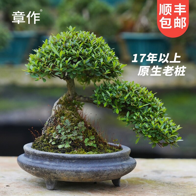 日本杜鹃早乙女老桩盆景造型植物庭院室内客厅茶几办公桌盆栽绿植